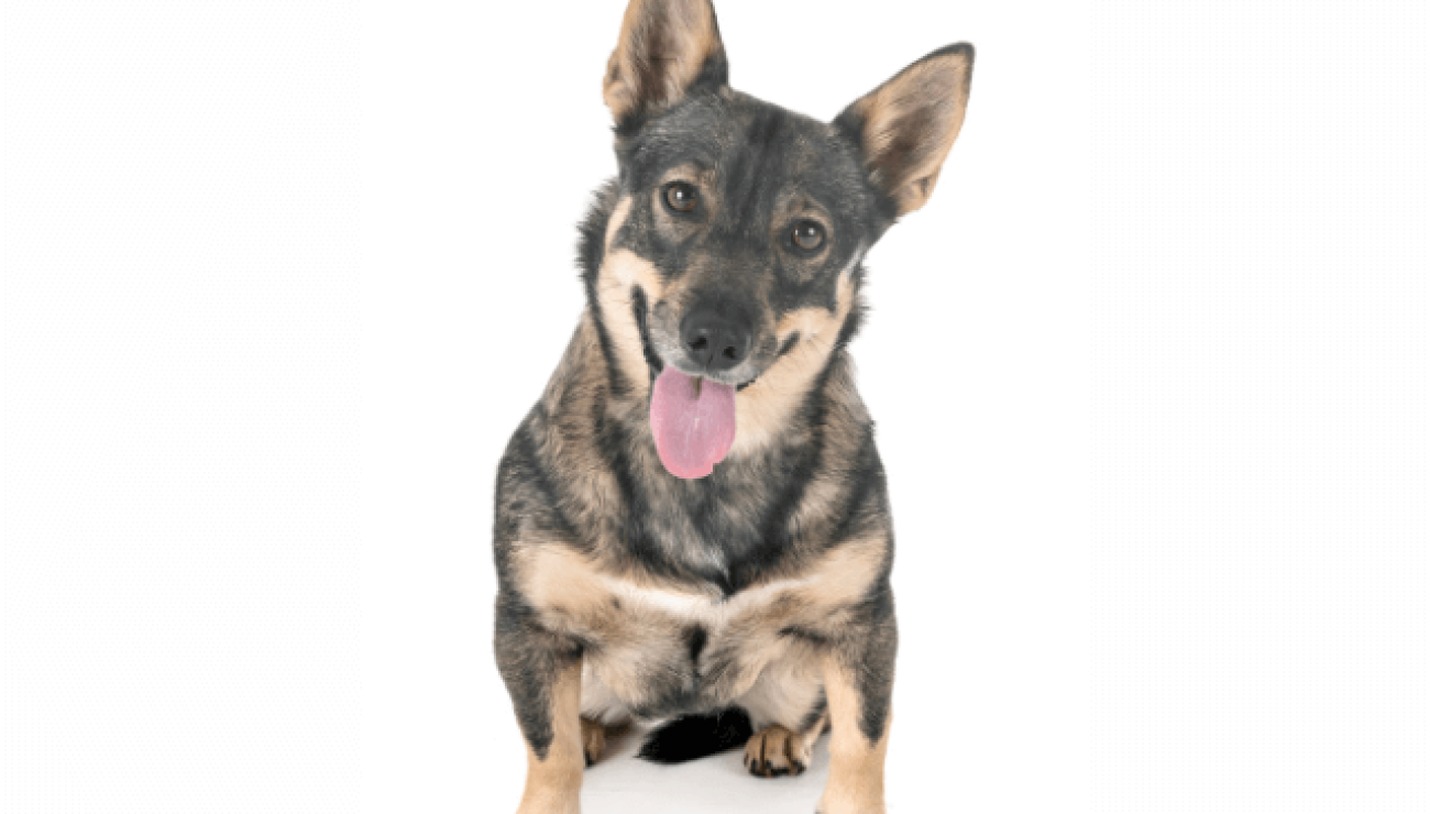 son vallhund hipoalergenicos