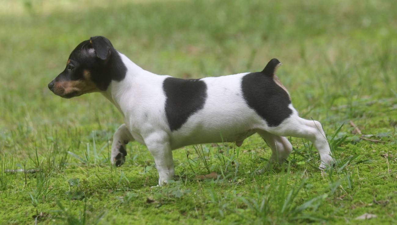 cuanto cuesta el mantenimiento de un teddy roosevelt terrier