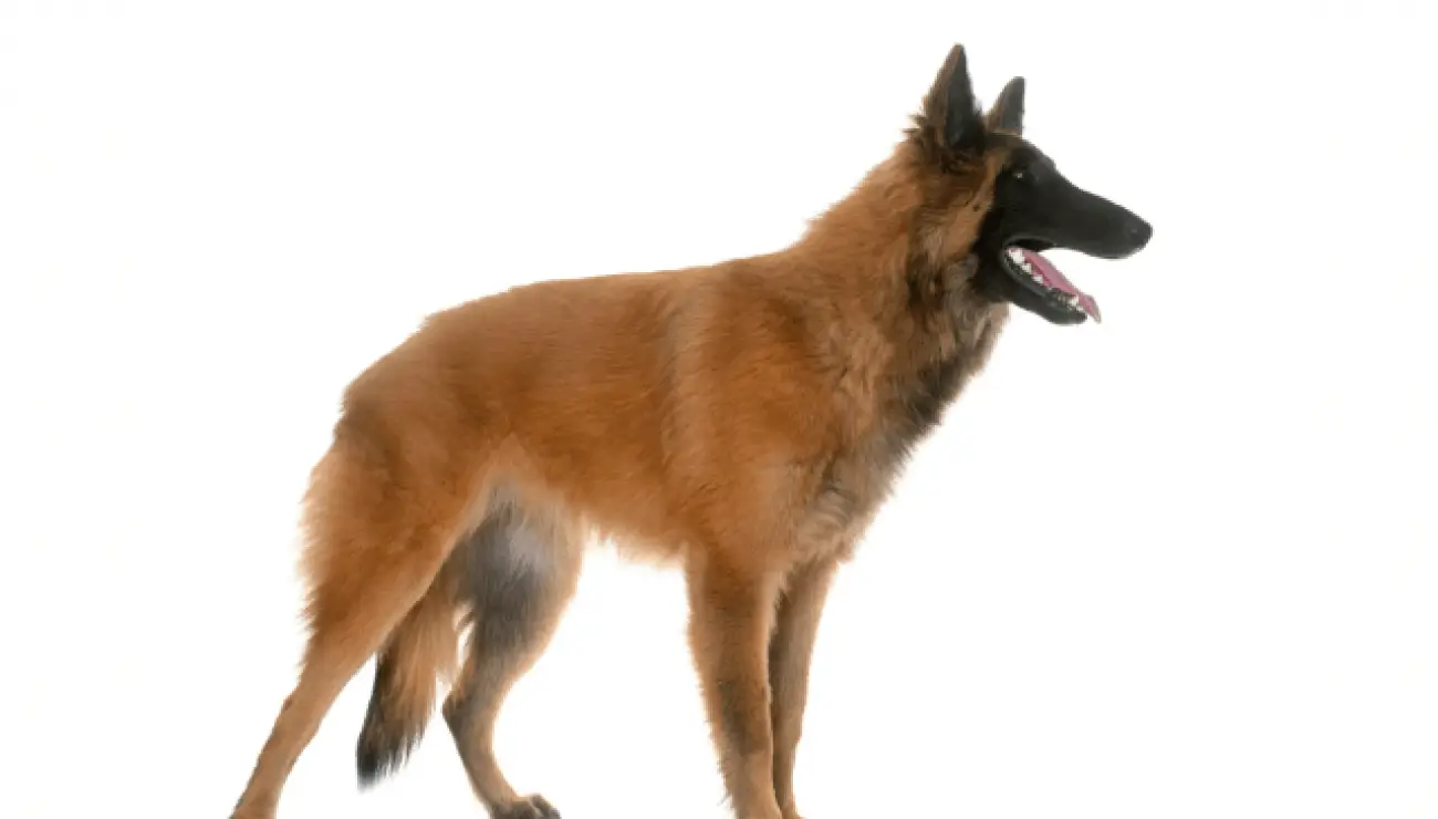 Belgischer Schäferhund - Tervuren 1