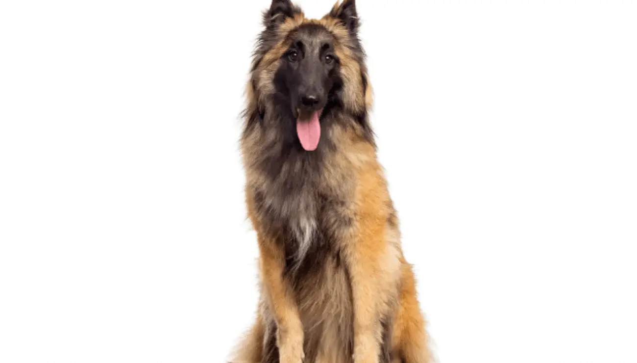 Belgian Tervuren 2