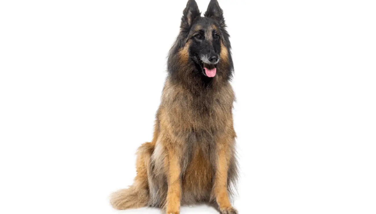 Belgian Tervuren 4