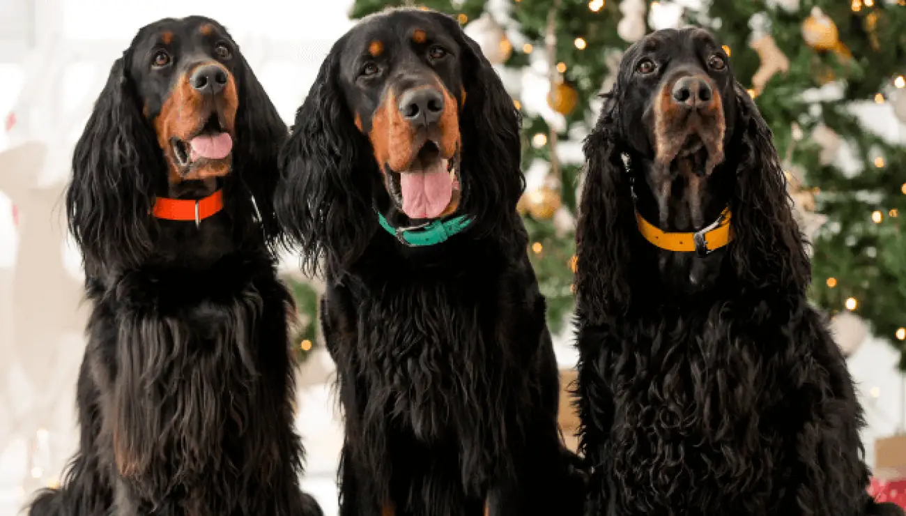 Gordon Setter 3