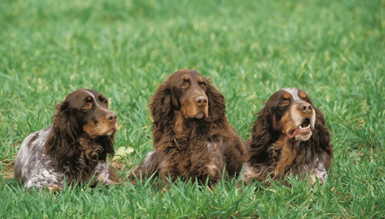 Picardie Spaniel 0