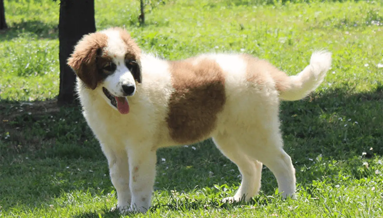 Bosnisch-Herzegowinischer-Kroatischer schäferhund 1