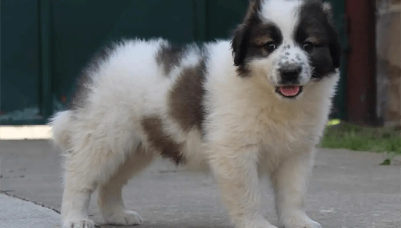 Bosnisch-Herzegowinischer-Kroatischer schäferhund 0