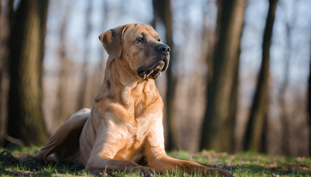 Tosa - Dangerous and Forbidden Dog Breed