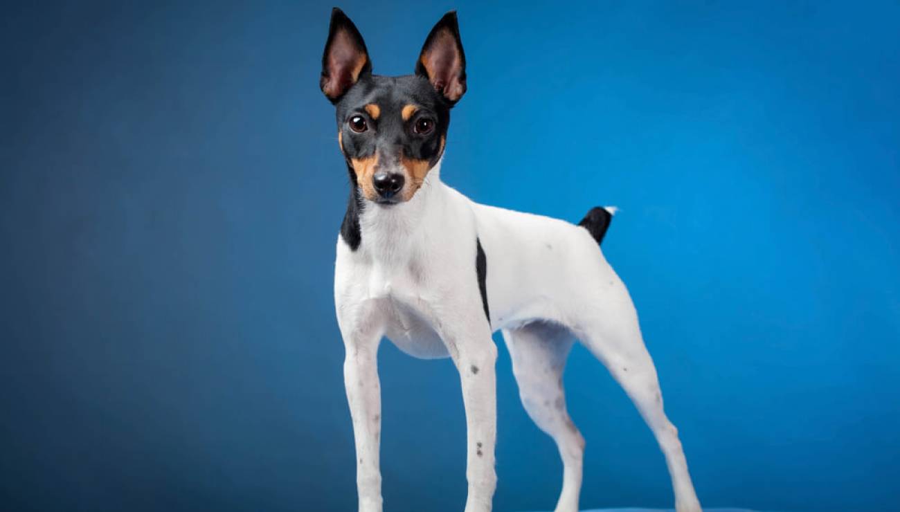 Toy Fox terrier