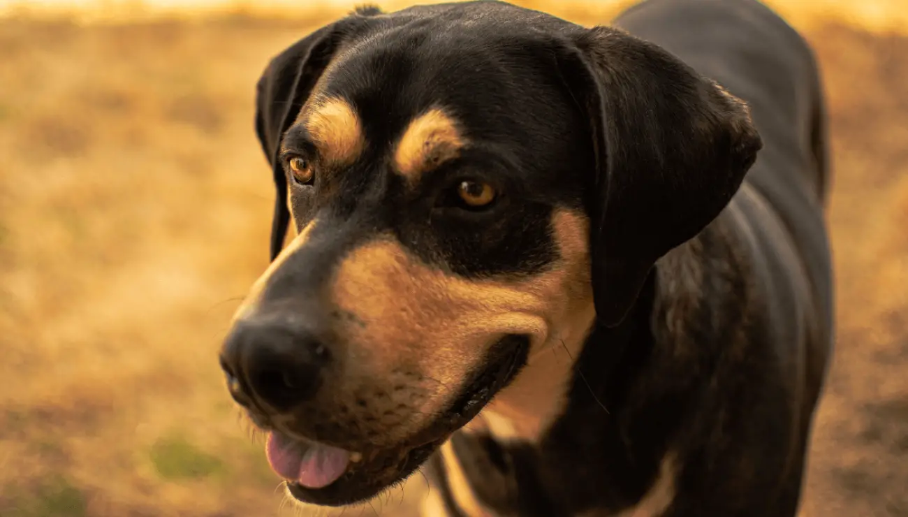 Ungarische Bracke - Transylvanischer laufhund