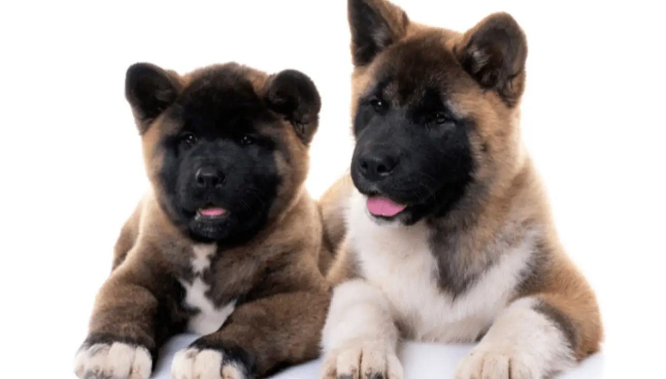 Amerikanischer Akita 5