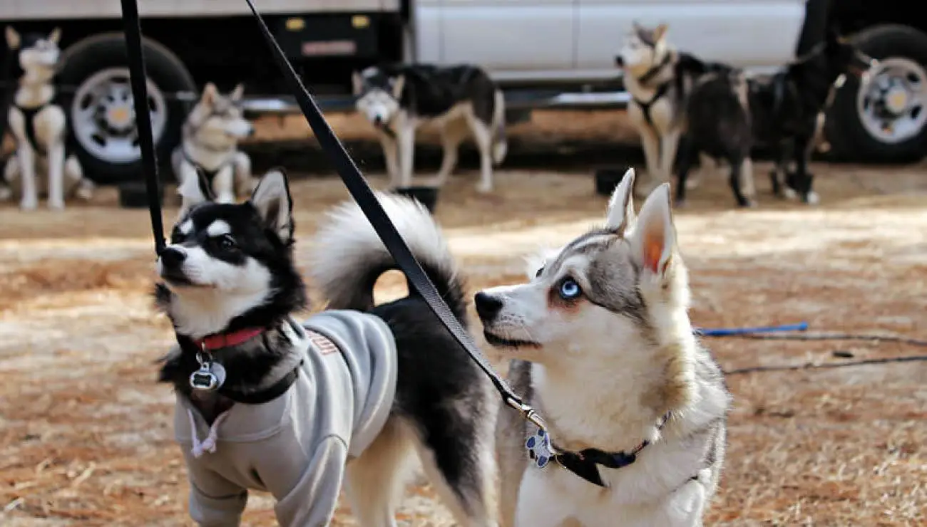 Alaskan Klee Kai 1