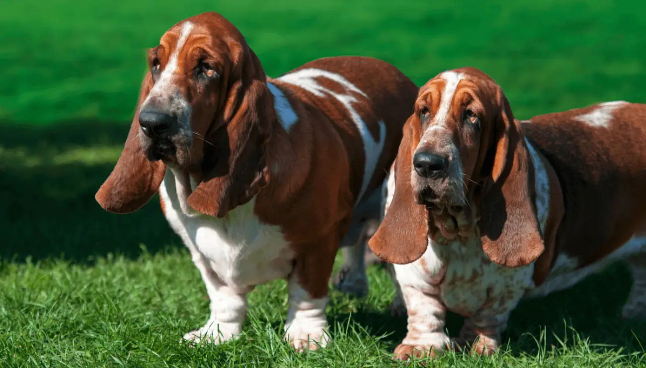 Basset Hound