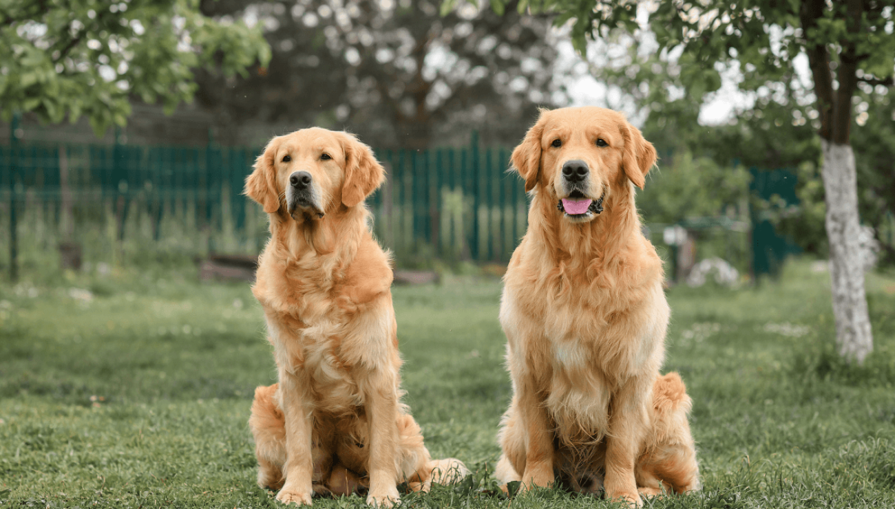 Son Golden Retrievers Perros Tranquilos