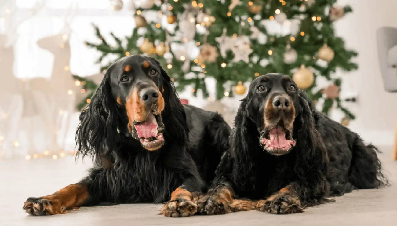 Gordon Setter 1