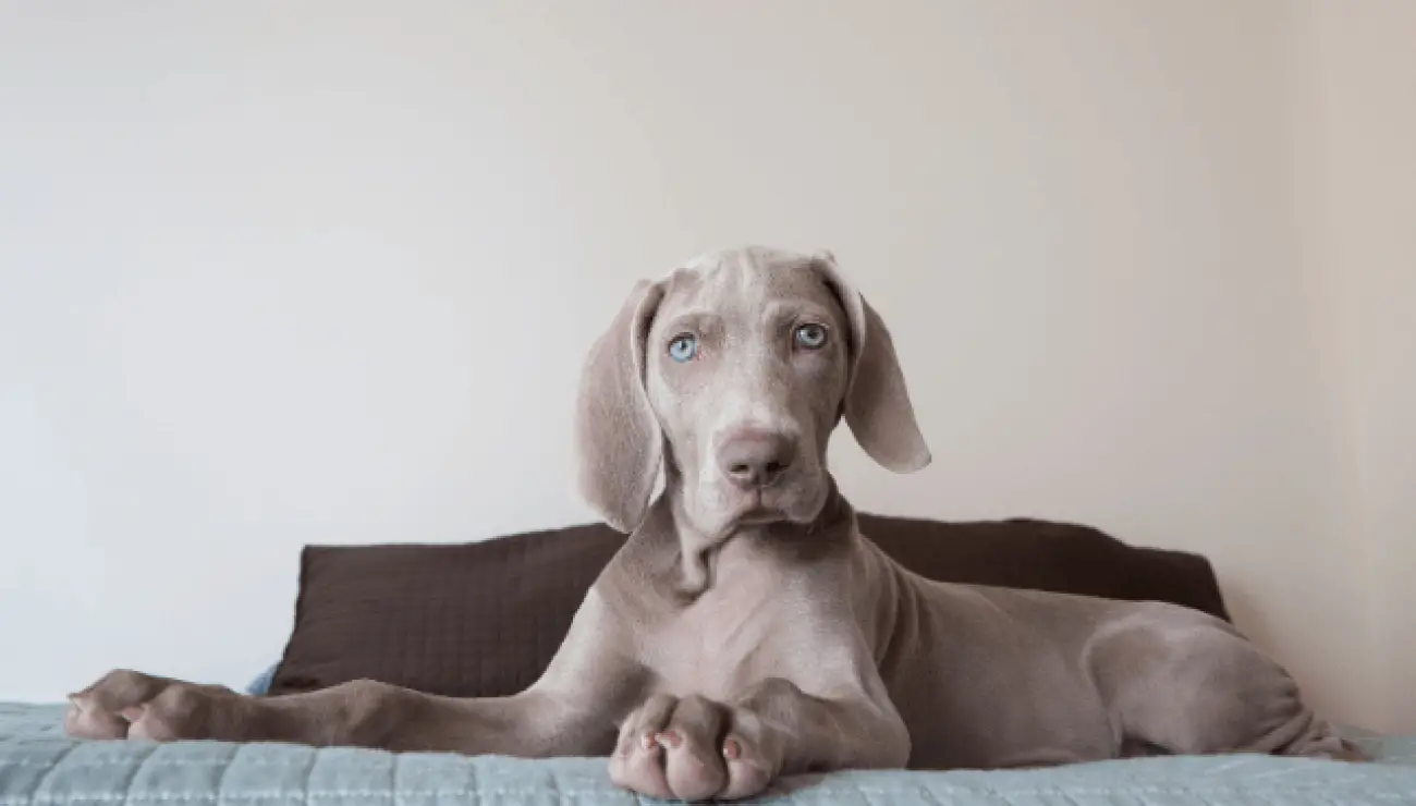 Weimaraner 2