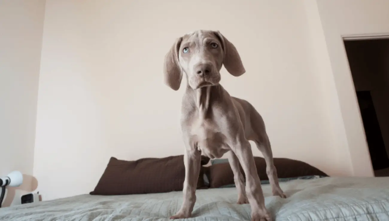 Weimaraner 3