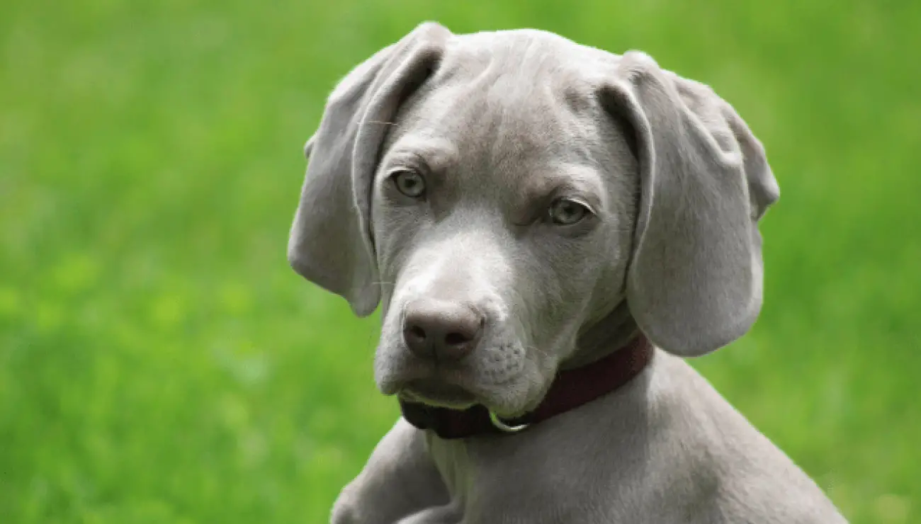 Weimaraner 4