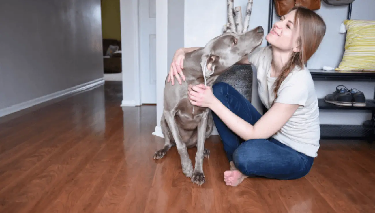 Weimaraner 0