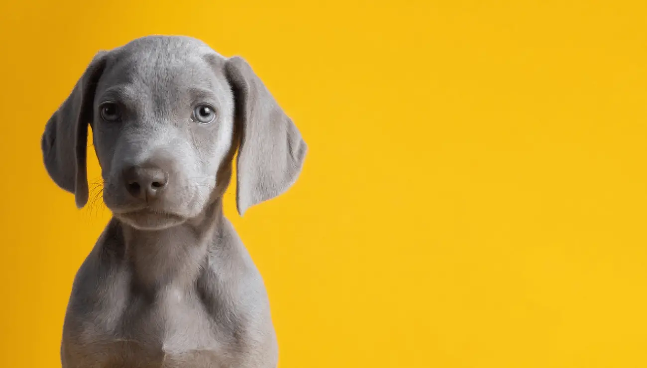 Weimaraner 1