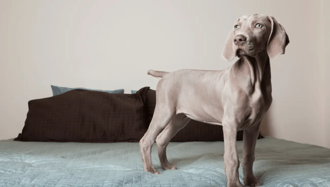 Weimaraner