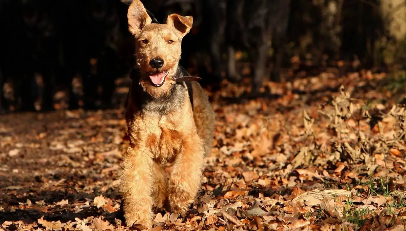 Welsh Terrier