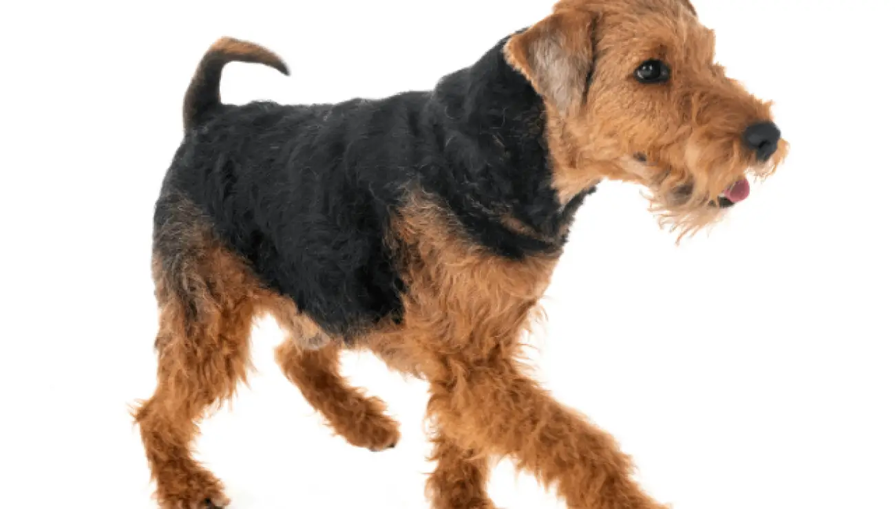 Welsh Terrier 1