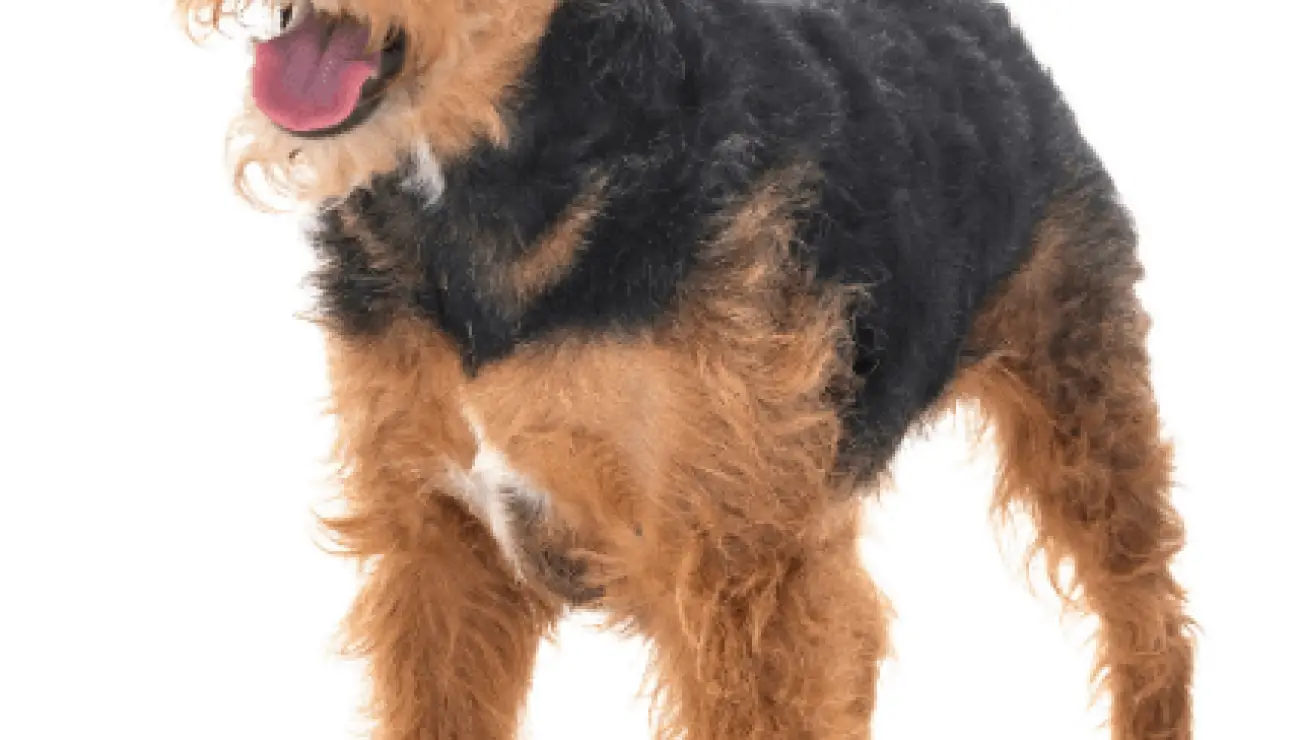 Welsh Terrier 2