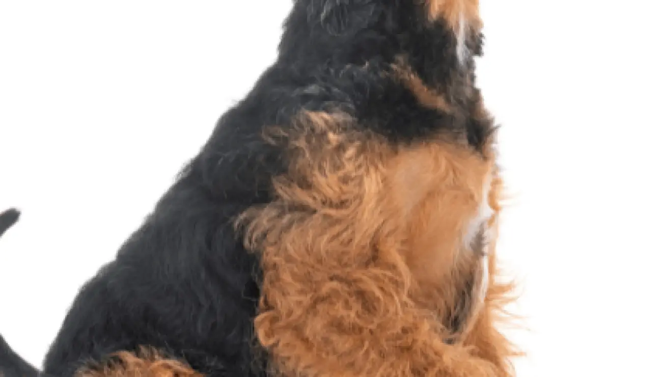 Welsh Terrier 3