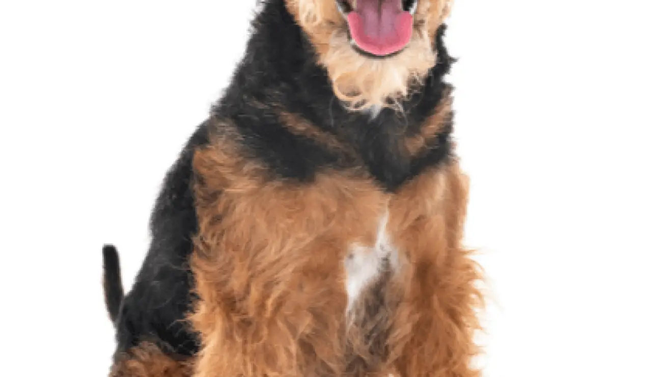 Welsh Terrier 4