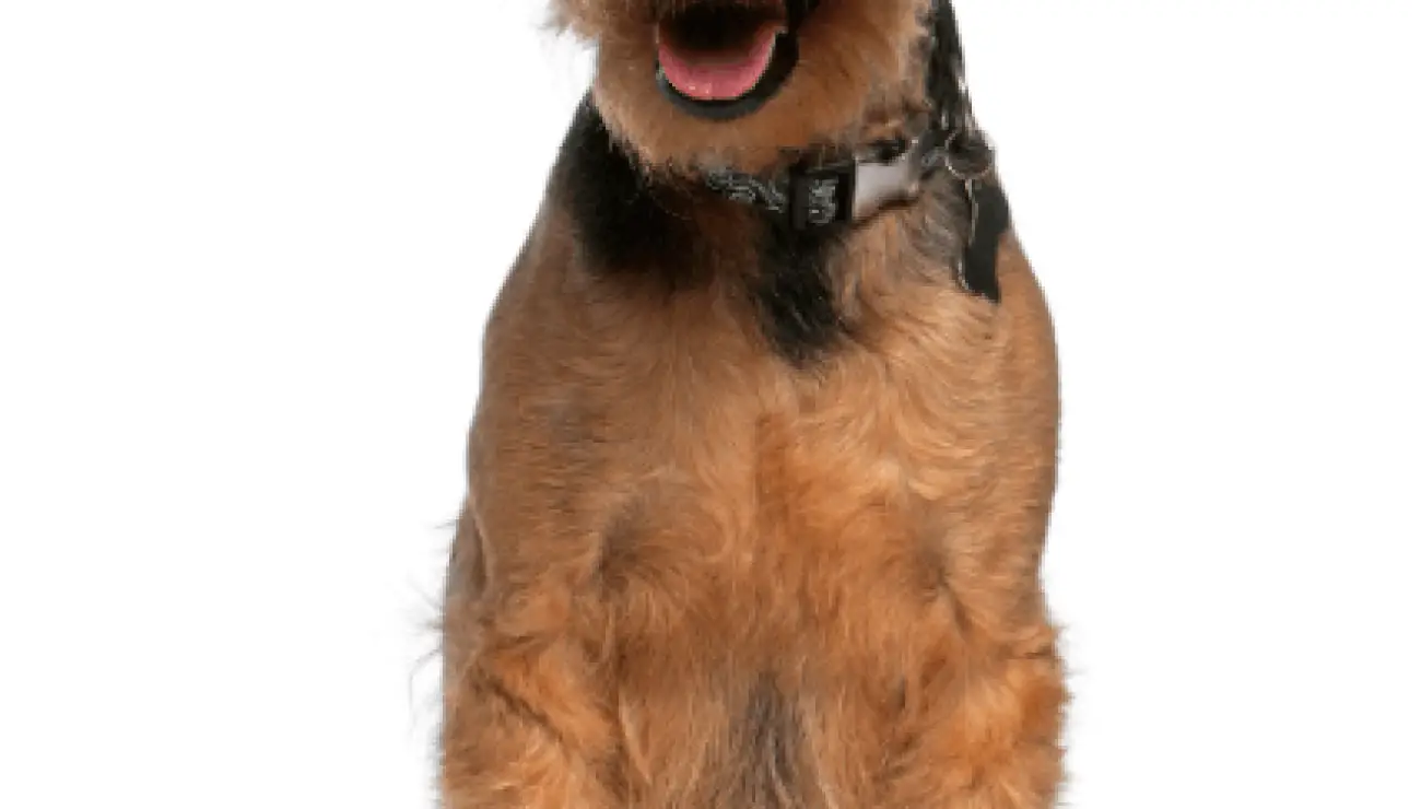 Welsh Terrier 0