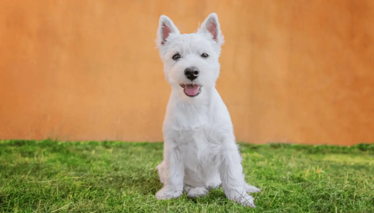 West Highland White Terrier - Westie 1