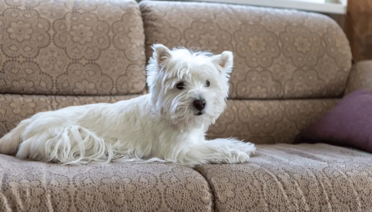 West Highland White Terrier - Westie 3