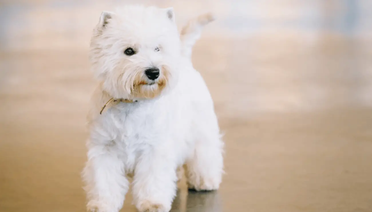 West Highland White Terrier - Westie 5