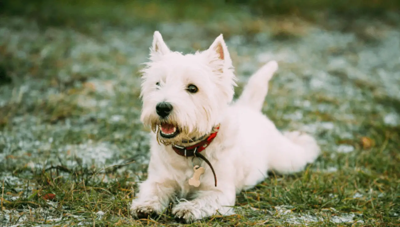 West Highland White Terrier - Westie 0