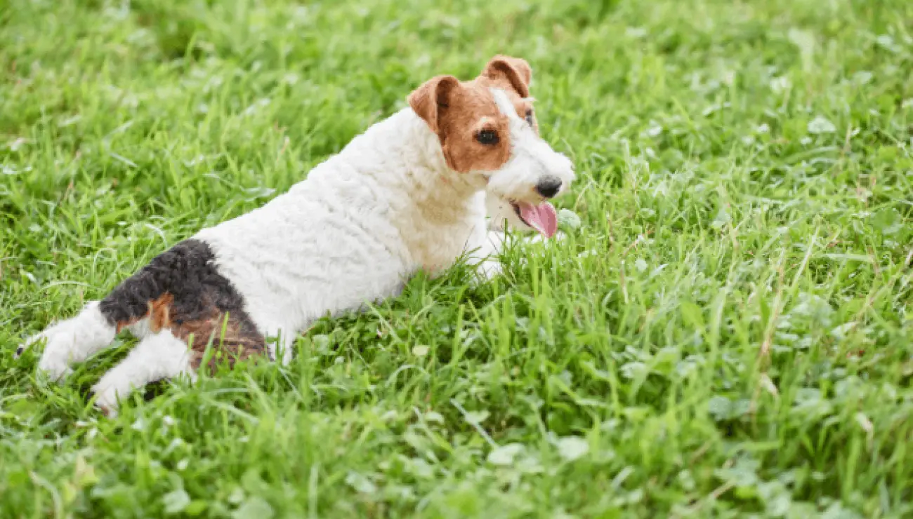 Fox Terrier a pelo ruvido 1