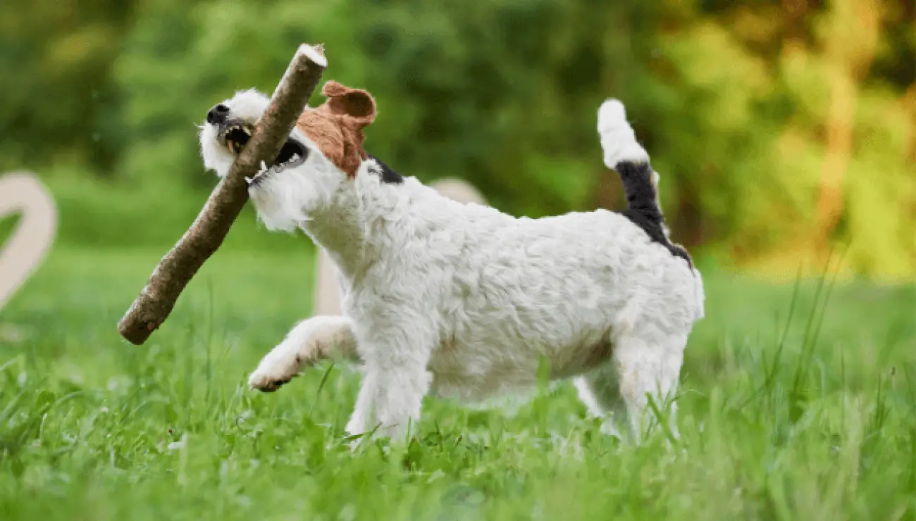 Fox Terrier de pelo alambre 2