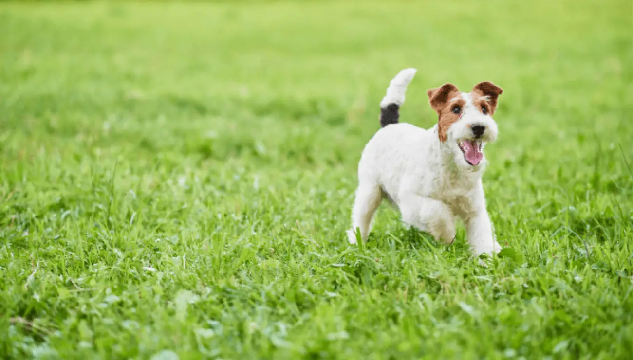 Fox Terrier a pelo ruvido 3