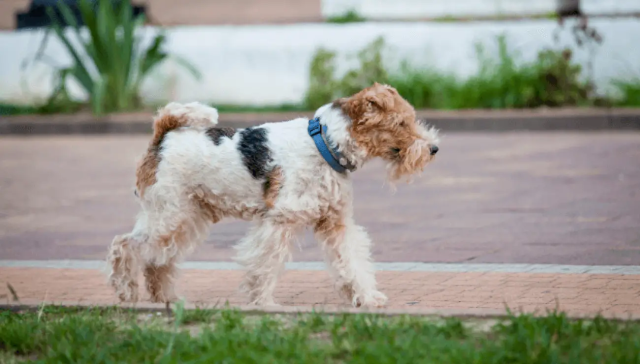 Fox Terrier de pelo alambre 4