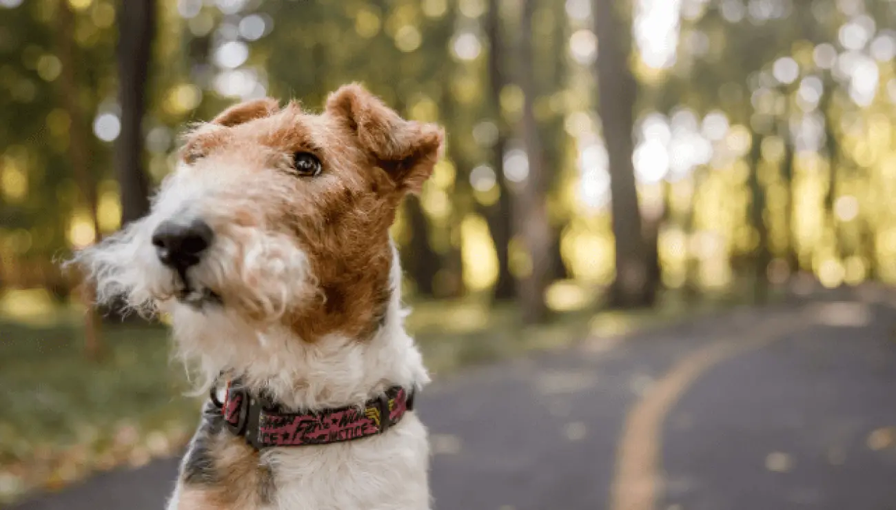 Fox Terrier de pelo alambre 0