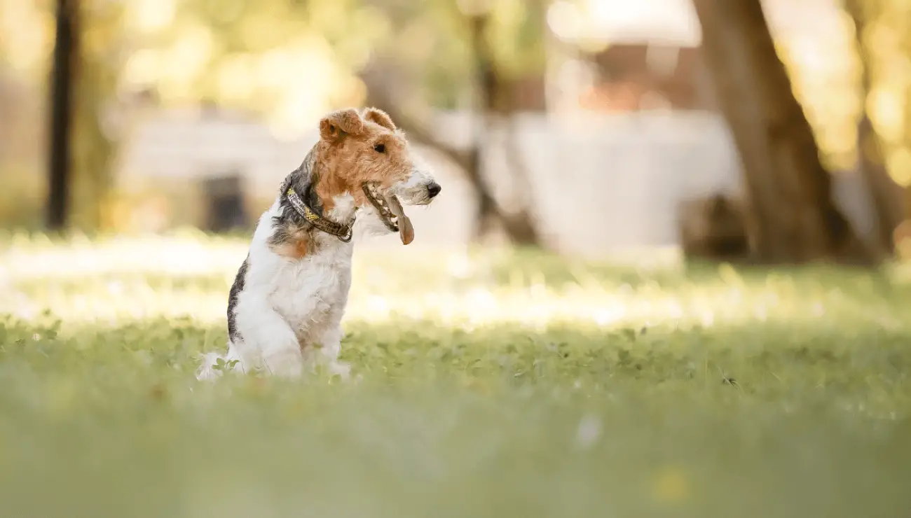 Fox Terrier de pelo alambre