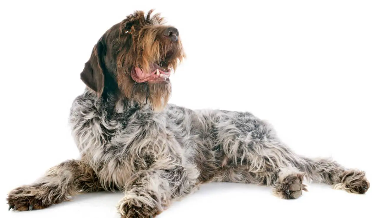 Wirehaired Pointing Griffon