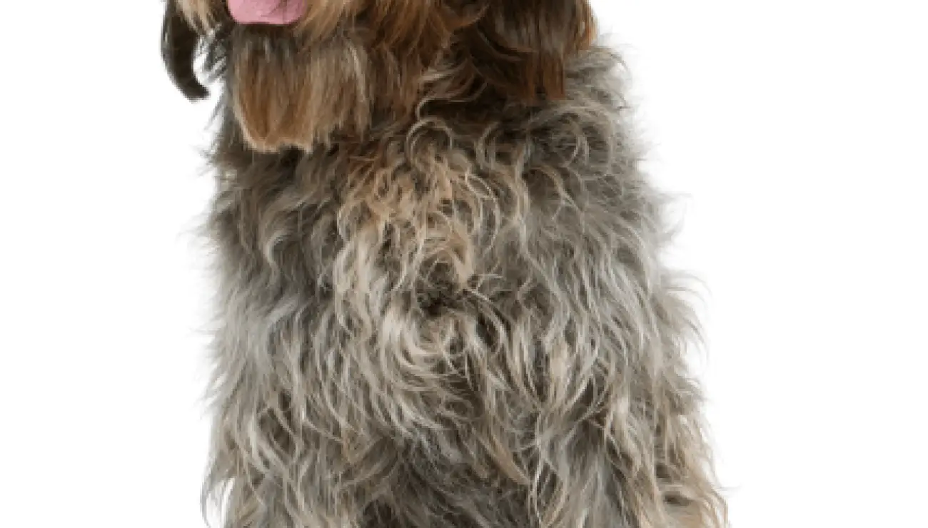 Wirehaired Pointing Griffon 1