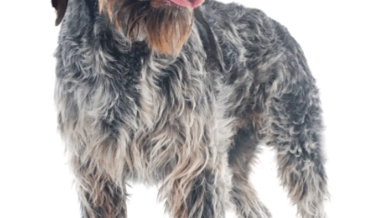 Wirehaired Pointing Griffon 2