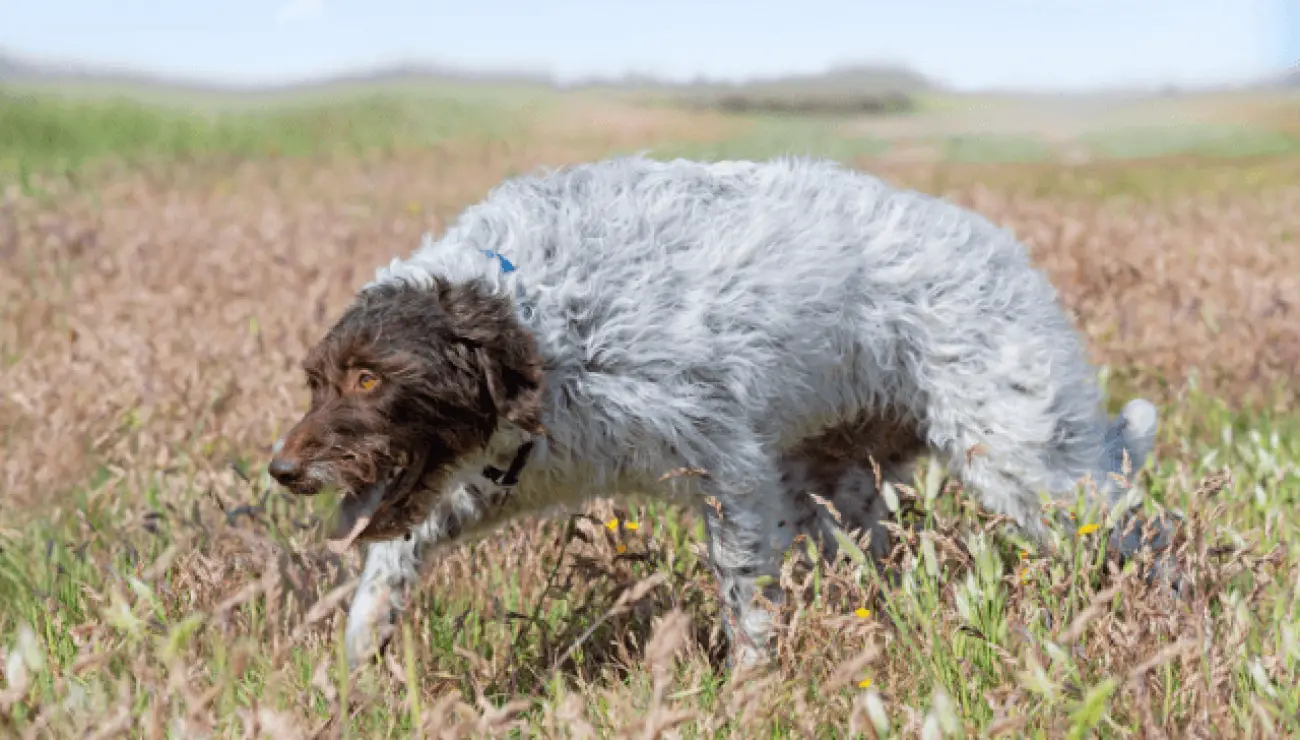 Wirehaired Pointing Griffon 0