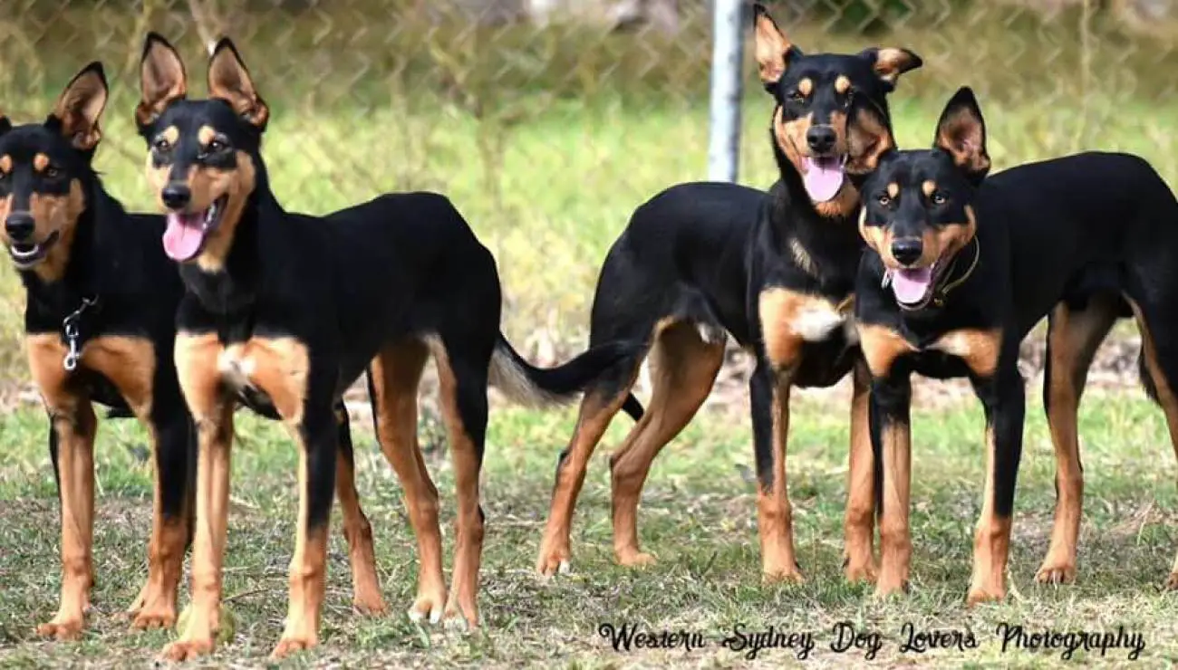 Working Kelpie