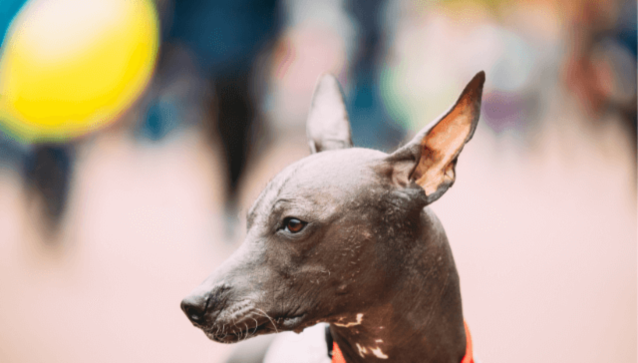 Xoloitzcuintli | Dog Breed Info, Guide & Care, image size:1300x740