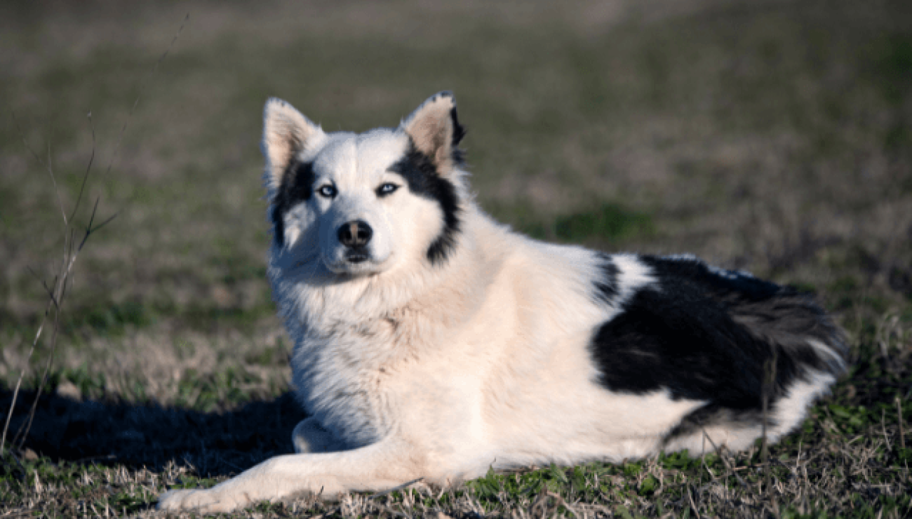 Laykat Puede Una Laika Yakutiana Vivir En Brasil
