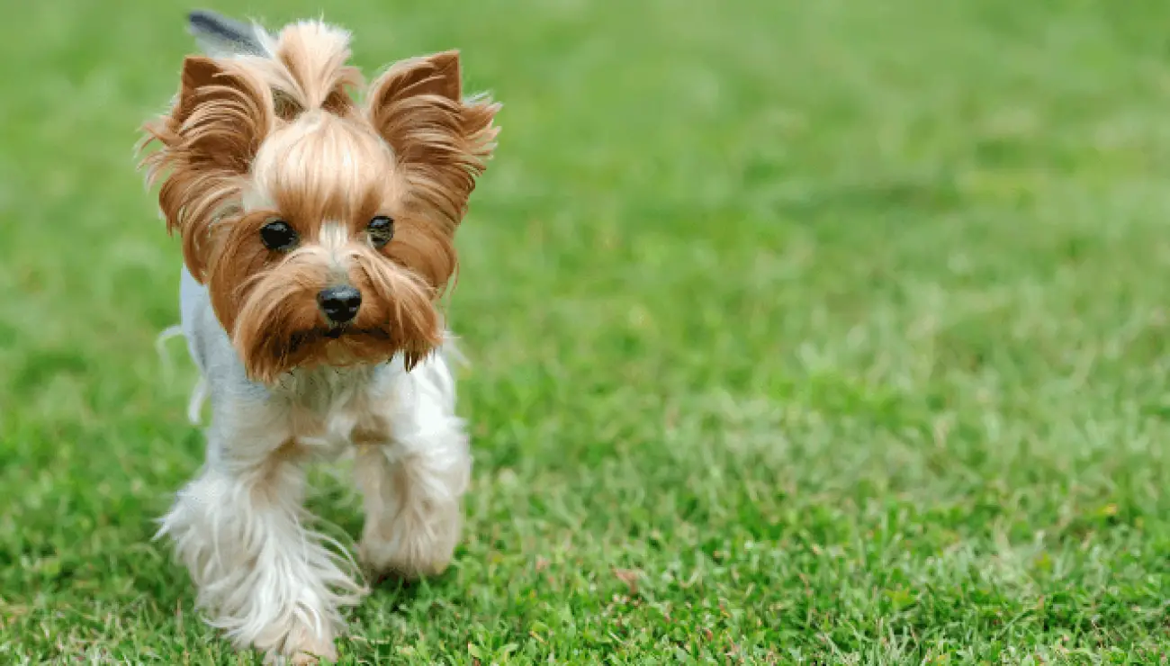 Yorkshire Terrier 1