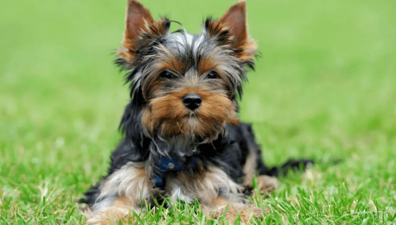 Yorkshire Terrier 2