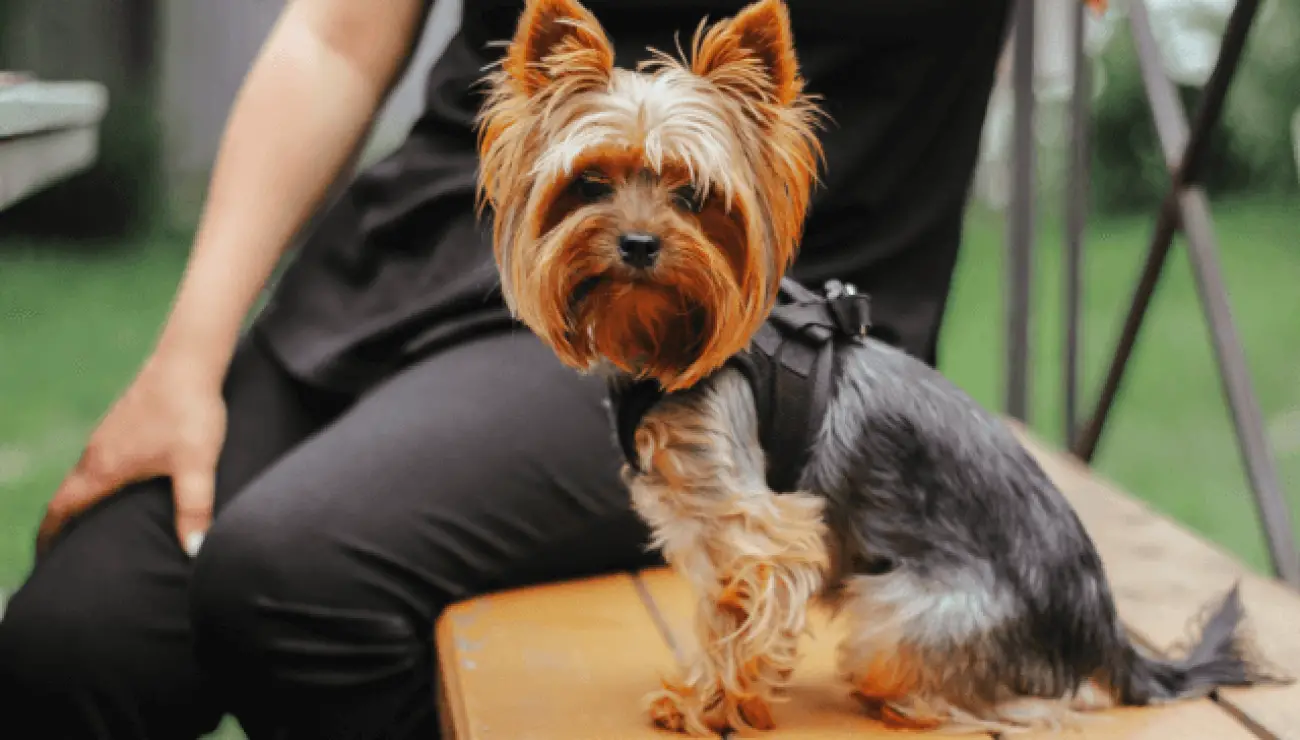 Yorkshire Terrier 3