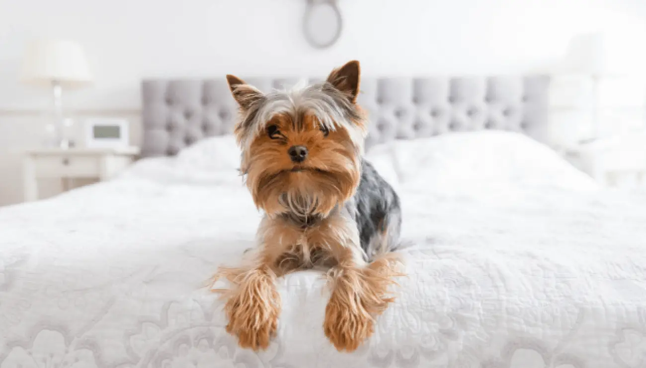 Yorkshire Terrier 4